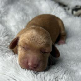 Red boy - Red male Dachshund puppy in Payette, Idaho from NT Mini Doxies