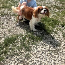 Ranger - Cavalier King Charles Spaniel