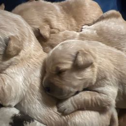 Kira - Brown female Maltipoo puppy in San Antonio, Texas from Maria Ramirez
