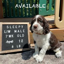 Sleepy - Liver and white English Springer Spaniel puppy in North Carolina from Frosty Springers LLC
