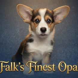 Falk's Finest Opal - Black and tan female Pembroke Welsh Corgi puppy in Marinette, Wisconsin from Falk's Finest Corgis