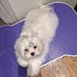 Miu - Maltese