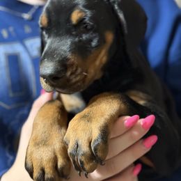 Female - Black and rust female Doberman Pinscher puppy in Tallmadge, Ohio from Premier Dobermans