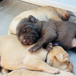 Orange Girl - Chocolate female Labrador Retriever puppy in Rock Hill, South Carolina from North Star Retrievers