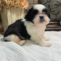 Red Robin - Black and white male Shih Tzu puppy in Zephyrhills, Florida from Mary’s Shih Tzus