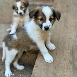 Boy 3 - Sable male Border Collie puppy in Oroville, California from Coalcyn Kennels