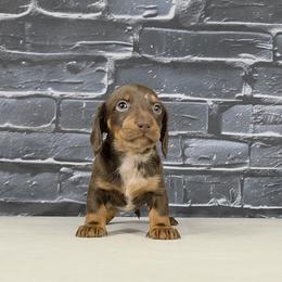 F2 - Chocolate and tan female Dachshund puppy in Brunswick, Georgia from Newbern's Nuggets
