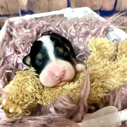 Bernedoodle and Cavapoo Puppies from Sugar Doodles Pups