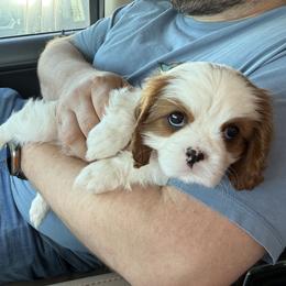 Cavalier King Charles Spaniel Puppies from Farmhouse Cavaliers NC