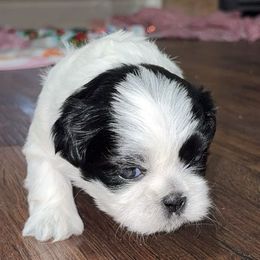 Shih Tzus from Shih Tzu pups