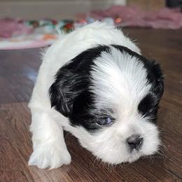 Shih Tzus from Shih Tzu pups
