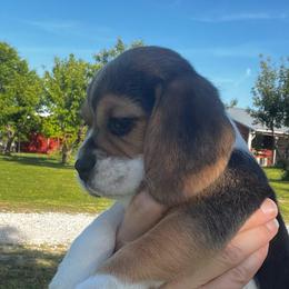 Girl 1 'Sassy' - Black white and tan female Beagle puppy in Harrison, Arkansas from Leslie Beagles of Leslie Farm