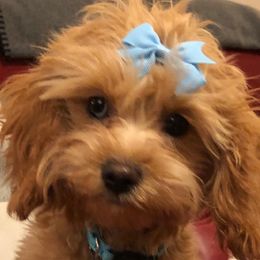 Cavapoo Puppies from Wee-1 Cavapoos