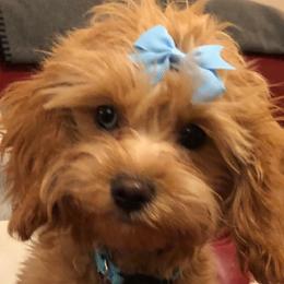 Cavapoo Puppies from Wee-1 Cavapoos