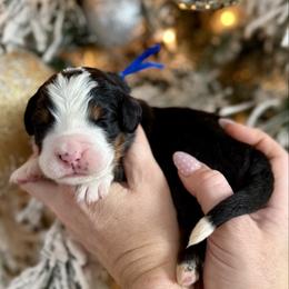 Blue collar - Black rust and white male Bernese Mountain Dog puppy in Altura, Minnesota from Bluffside Berners