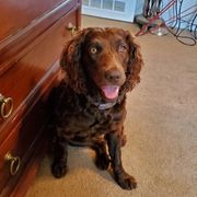 Sugar - Boykin Spaniel