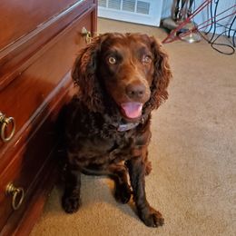 Sugar - Boykin Spaniel