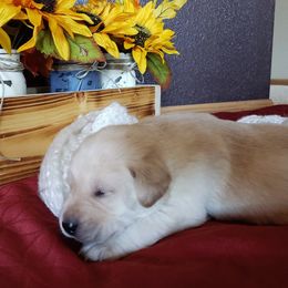 Labrador Retriever Puppies from Carter's Pointing Labs
