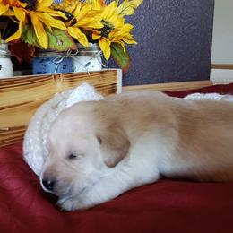 Labrador Retriever Puppies from Carter's Pointing Labs