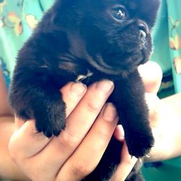 Tiny Dancer - Black female Pug puppy in Arabi, Georgia from Von Webb Pups