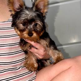 Kinchay - Blue and gold male Yorkshire Terrier puppy in Fort Myers, Florida from Katherine’s Yorkies and Poodles