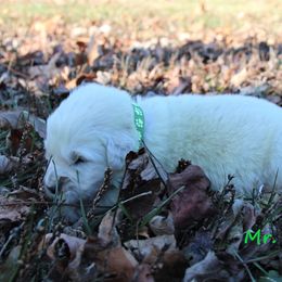 Boy 2 - Light golden Golden Retriever puppy in North Manchester, Indiana from Prairie Winds Goldens