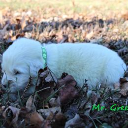 Boy 2 - Light golden Golden Retriever puppy in North Manchester, Indiana from Prairie Winds Goldens