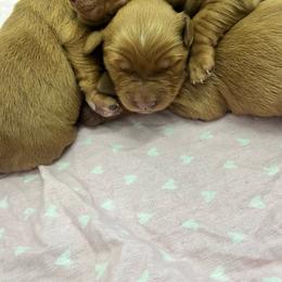 Girl 1 - Dark golden female Golden Retriever puppy in Denton, Maryland from Golden Horse Farm