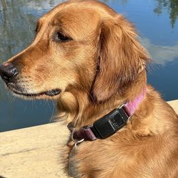 Jaunty - Golden Retriever