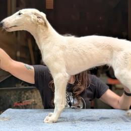 Raihn - Cream male Borzoi puppy in Sherwood, Oregon from Arcaniss Borzoi