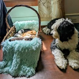 Bernedoodle Puppies from Puppies by Piper