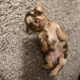 Chocolate and Tan Dapple Longhair Female - Dapple female Dachshund puppy in El Paso, Texas from InnerVision K9 & Dachs