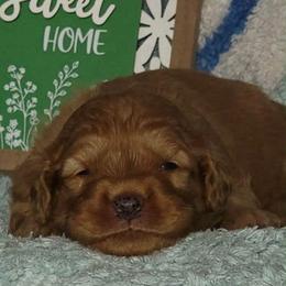 Grasshopper - Red  male Goldendoodle puppy in Beecher, Illinois from Erica’s Doodles