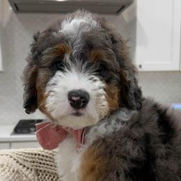 Theodore - Merle male Bernedoodle puppy in Herriman, Utah from Rose canyon doodles