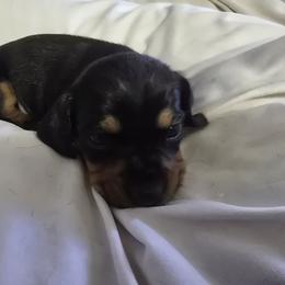 Sugarplum - Black and tan female Dachshund puppy in Oklahoma City, Oklahoma from Hamm Weenies  AKC (Dachshunds)