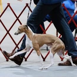 Face - Italian Greyhound