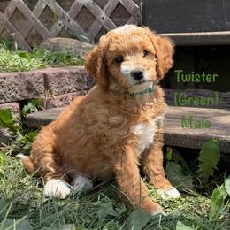 Twister - Red  male Goldendoodle puppy in De Pere, Wisconsin from Kinzor Kennels
