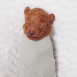 Pink Collar - Red  female Poodle puppy in Las Vegas, Nevada from Plush Toy Poodle Puppies & Pals