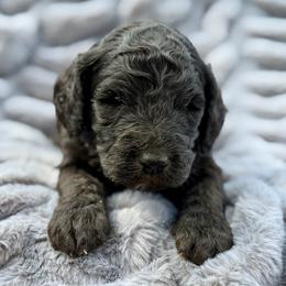 Clyde - Phantom male Goldendoodle puppy in Rainier, Oregon from Beaver Springs Puppies