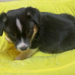 American Corgi and Pembroke Welsh Corgi Puppies from Low Riders Corgis & Mini Aussies