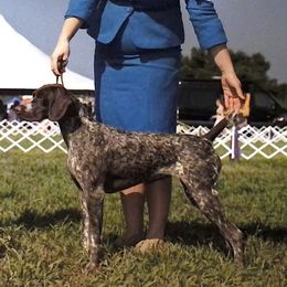 Piper - German Shorthaired Pointer