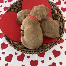 Golden Retriever Puppies from St. Croix Golden Retrievers