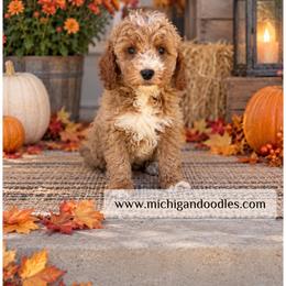 Archie - Apricot male Goldendoodle puppy in Swartz Creek, Michigan from Michigan Doodles
