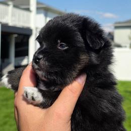 Jamison - Black male Pomsky puppy in Spokane, Washington from CJ White's Poms and Pomskies