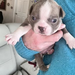 Boston Terrier Puppies from Designers Boston Terriers