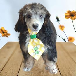 Duke - Phantom male Poodle puppy in Brandenburg, Kentucky from Paradise Poodles