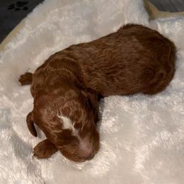 Boy 1 - Red  male Goldendoodle puppy in Spring Hill, Florida from Ohana Doodles x Frenchies