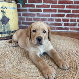 Cheddar - Yellow male Labrador Retriever puppy in Archer Lodge, North Carolina from Archer Lodge Labradors