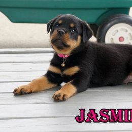 Rottweiler Puppies from Mountain High Kennels