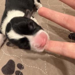 Brown - Black and tan female Pembroke Welsh Corgi puppy in Eltopia, Washington from PNW Pup Co.